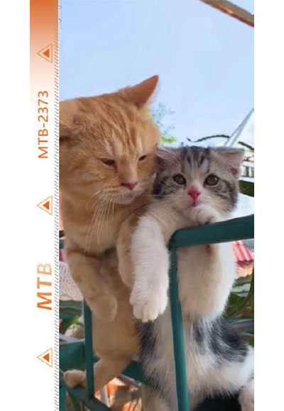 MTB-B2373
